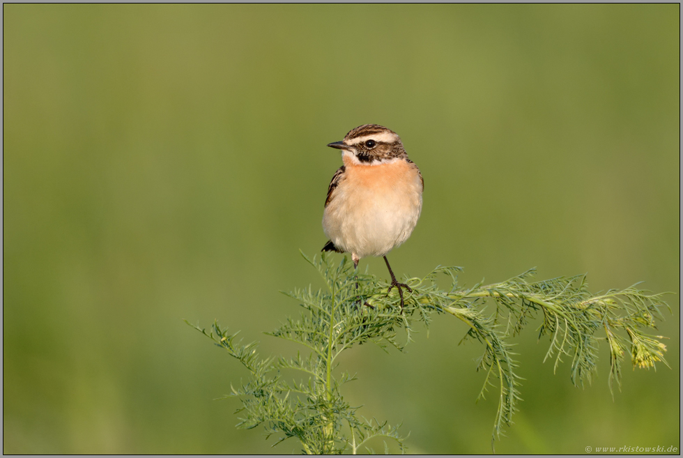 Vogel des Jahres 1987... Braunkehlchen *Saxicola rubetra*