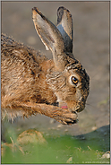 Saubermann... Feldhase *Lepus europaeus*