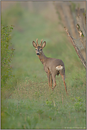 in der Schonung... Rehbock *Capreolus capreolus*