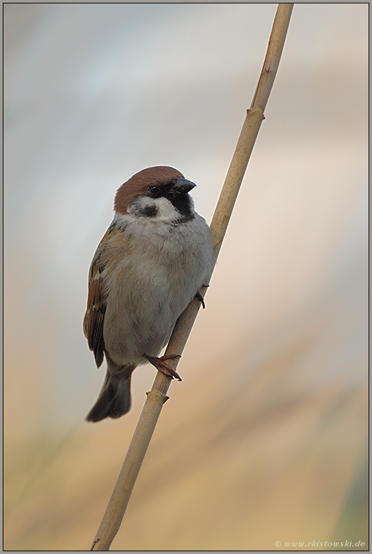 in fremden Terrain... Feldsperling *Passer montanus*