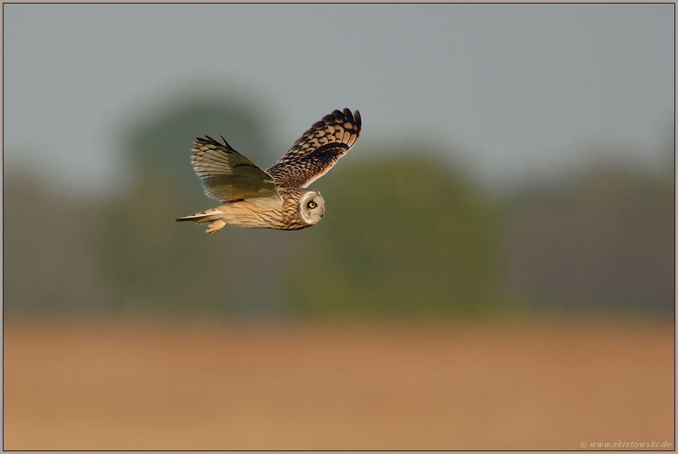 im Abendlicht... Sumpfohreule *Asio flammeus*