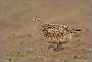 überrascht... Rebhuhn *Perdix perdix*