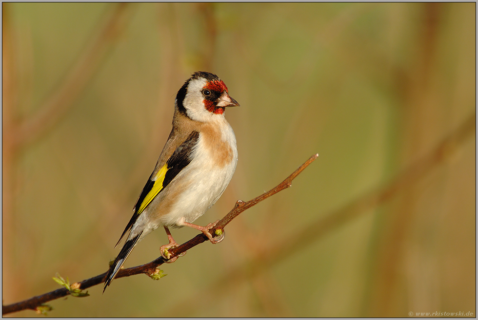 stolz...  Stieglitz *Carduelis carduelis*