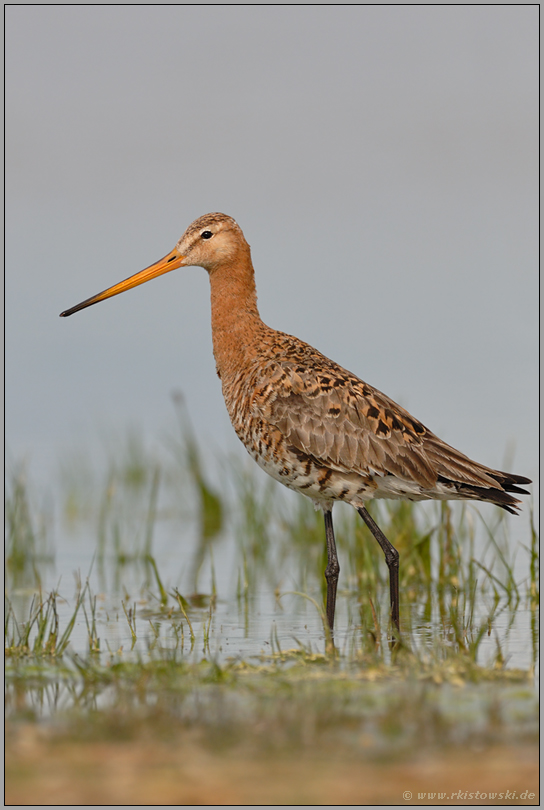 im Uferschlick...  Uferschnepfe *Limosa limosa*