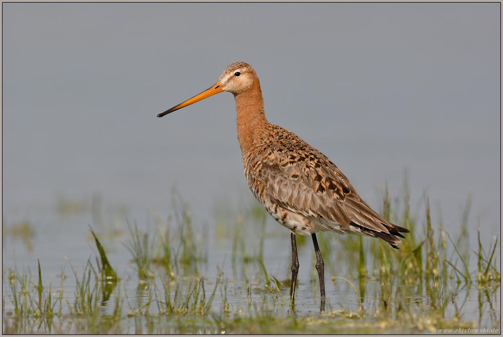 im Flachwasser... Uferschnepfe *Limosa limosa*