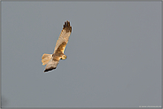 Jagdflug... Rohrweihe *Circus aeruginosus*