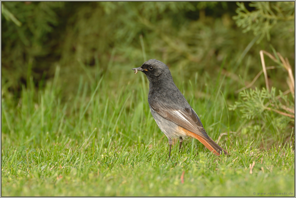 Flachlandtiroler... Hausrotschwanz *Phoenicurus ochruros*