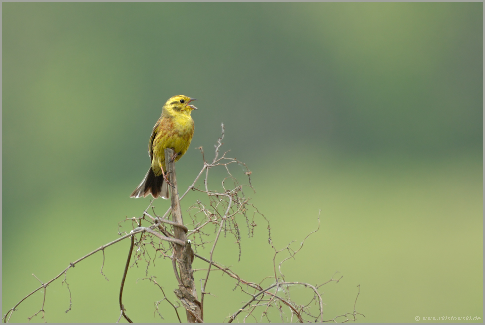 einsamer Sänger... Goldammer *Emberiza citrinella*