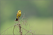 einsamer Sänger... Goldammer *Emberiza citrinella*