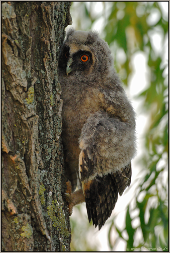 nur noch ein Stückchen... Waldohreule *Asio otus*