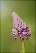 kleiner Mann... Helm-Knabenkraut *Orchis militaris*