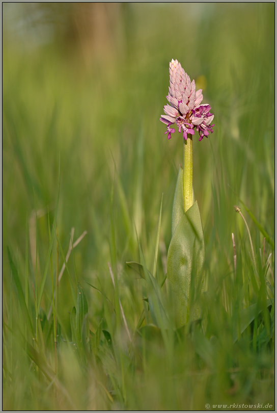 an der Böschung... Helm-Knabenkraut *Orchis militaris*