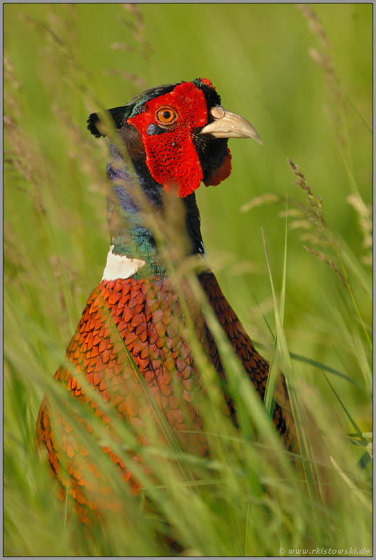 Portrait im hohen Gras... Fasan *Phasanius colchius*