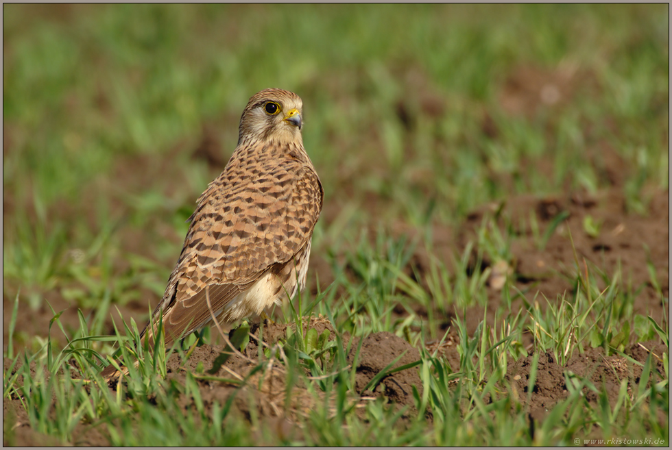 auf dem Feld... Turmfalke *Falco tinnunculus*