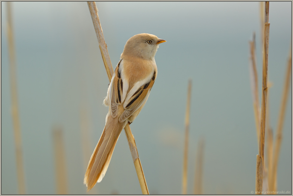 weiches Gegenlicht... Bartmeise *Panurus biarmicus*