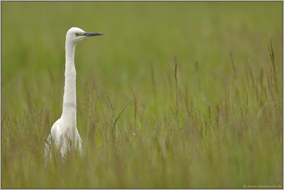 lang'n Hals... Silberreiher *Casmerodius albus*