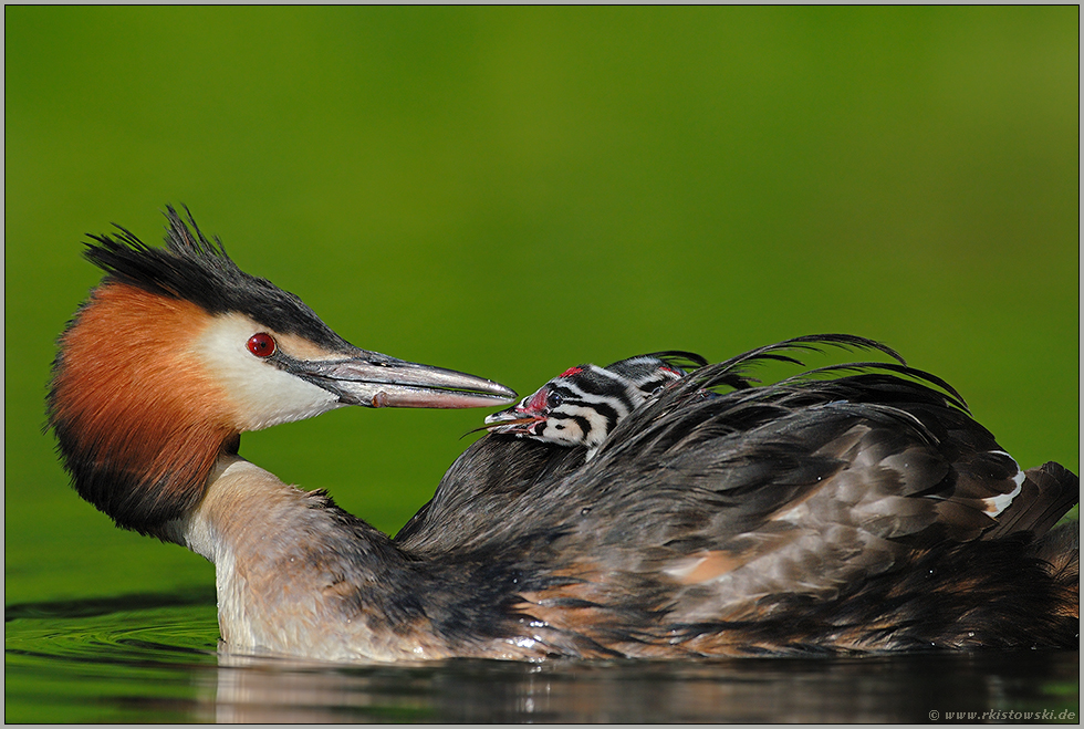 liebevoll... Haubentaucher *Podiceps cristatus*