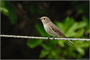 gar nicht scheu... Grauschnäpper *Muscicapa striata*