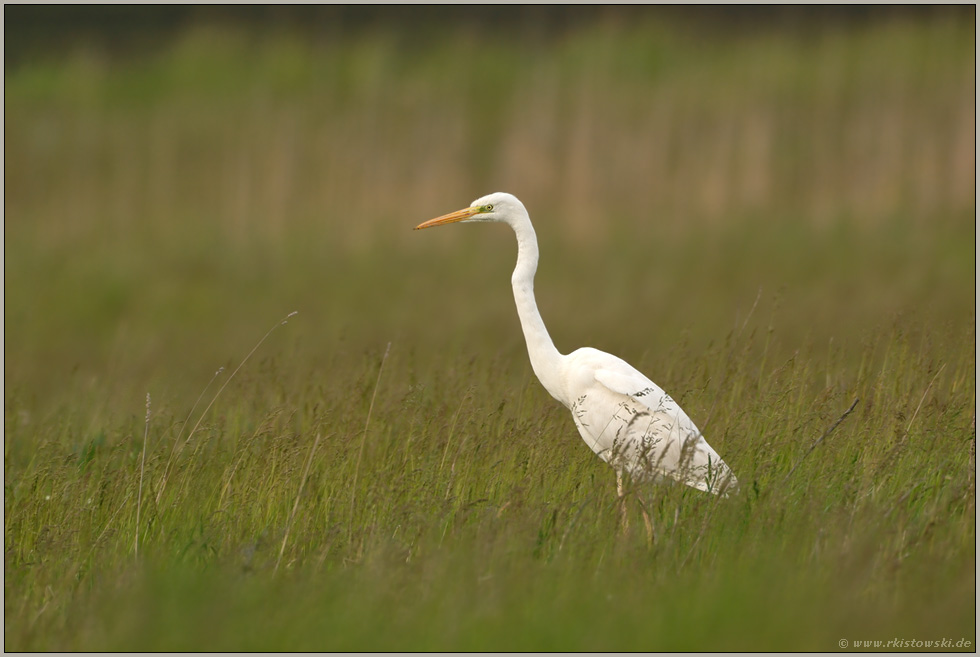 Jungvogel... Silberreiher *Casmeriodus albus*