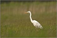 Jungvogel... Silberreiher *Casmeriodus albus*