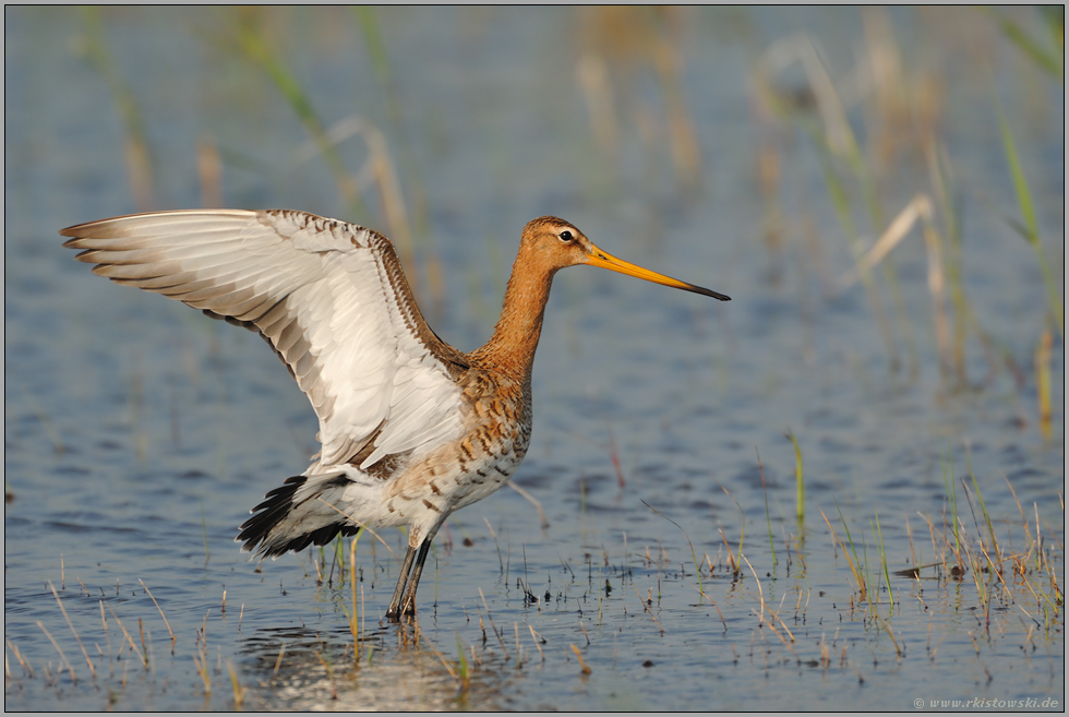 recken und strecken... Uferschnepfe *Limosa limosa*