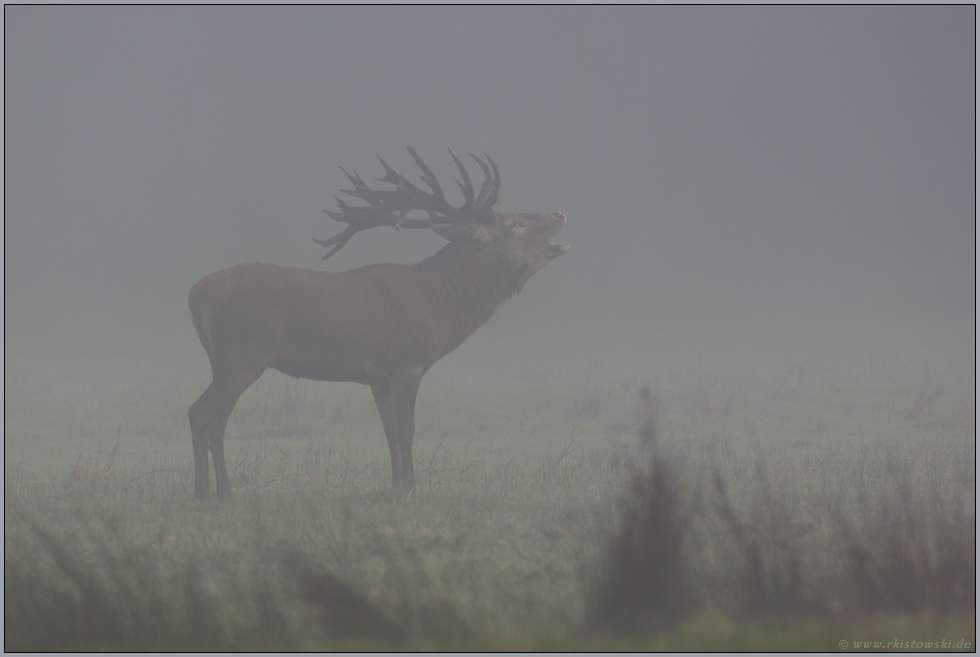 im Nebel... Rothirsch *Cervus elaphus*