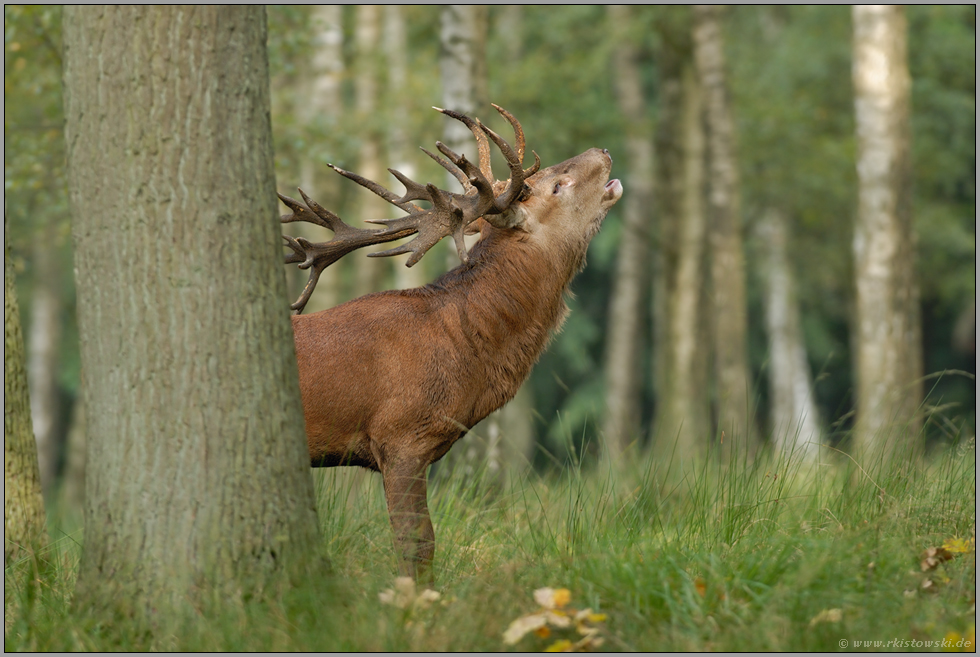 der Brunftschrei... Rothirsch *Cervus elaphus*