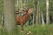 der Brunftschrei... Rothirsch *Cervus elaphus*