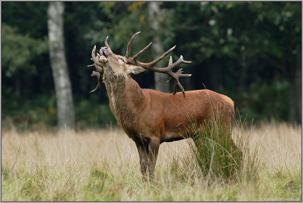 Herr im Haus... Rothirsch *Cervus elaphus*