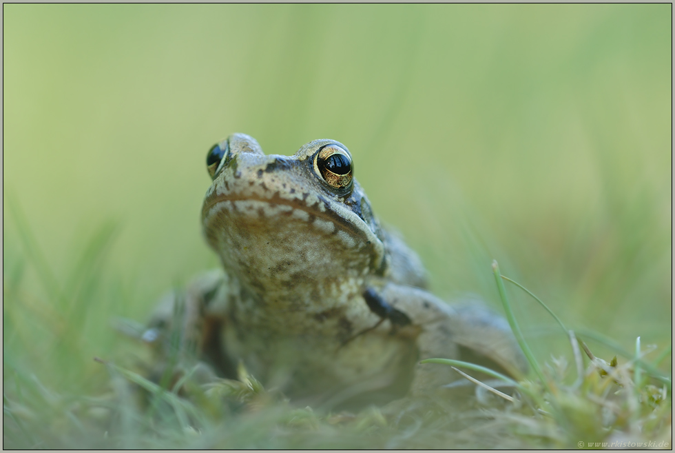 früh unterwegs... Grasfrosch *Rana temporaria*