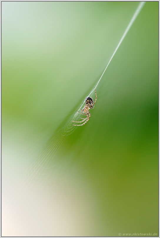 mitten im Netz... Gartenkreuzspinne *Araneus diadematus*