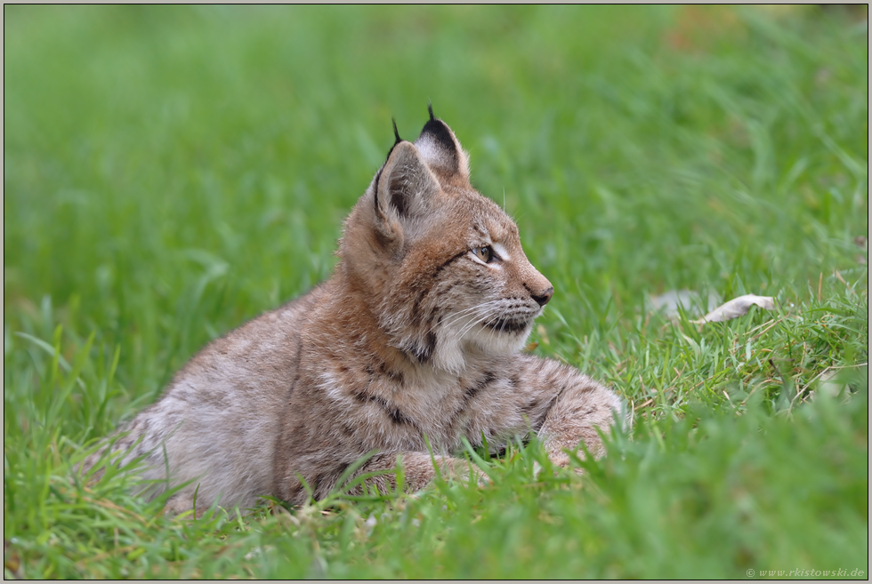 Erholungspause... Eurasischer Luchs *Lynx lynx*