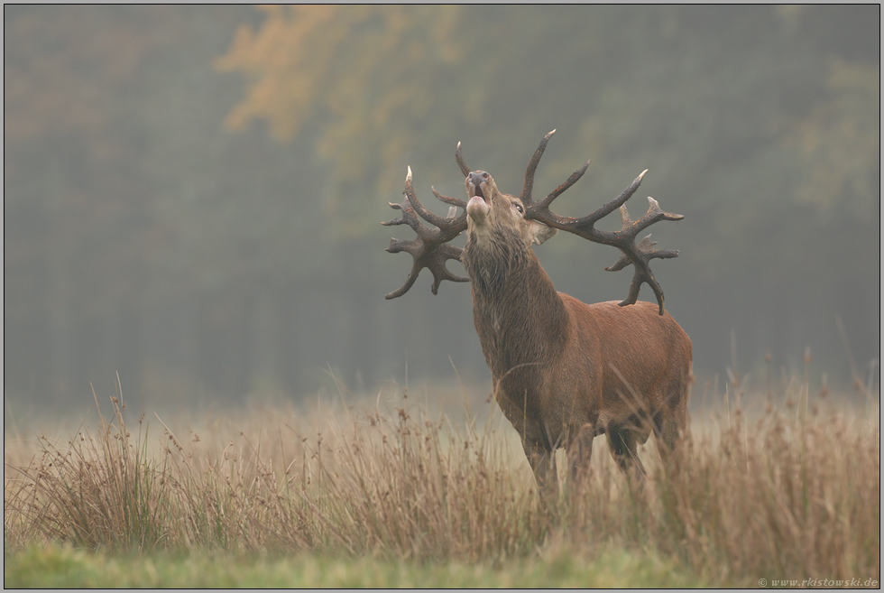 Hochbrunft... Rothirsch *Cervus elaphus*