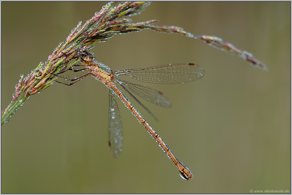 taubedeckt...  Gemeine Binsenjungfer *Lestes sponsa*