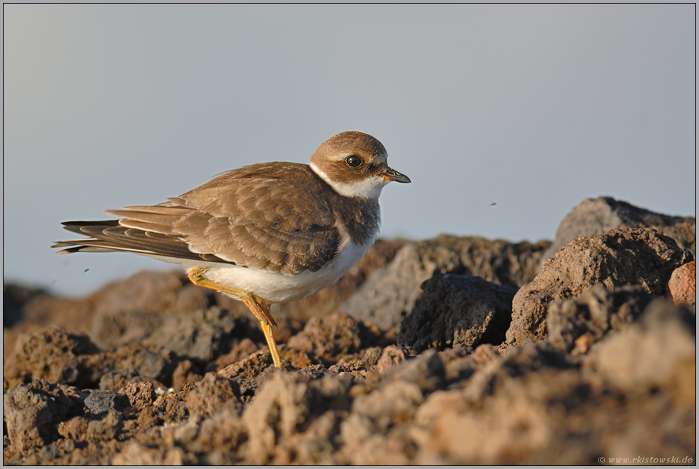 ganz im Süden... Sandregenpfeifer (juv.) *Charadrius hiaticula*