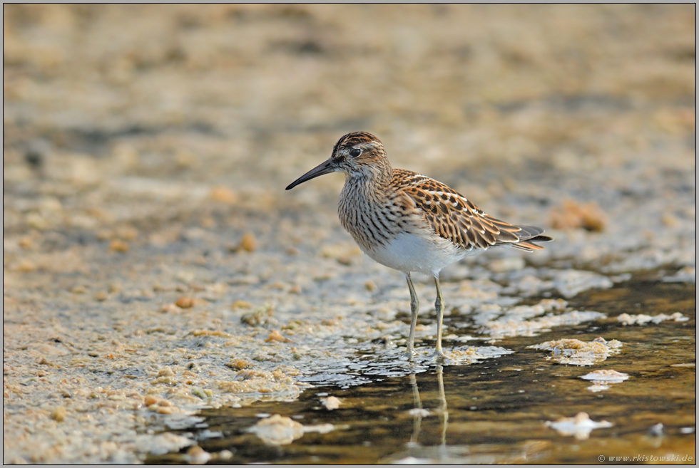 im Schlick... Graubruststrandläufer  *Calidris melanotos*