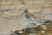 im Schlick... Graubruststrandläufer  *Calidris melanotos*