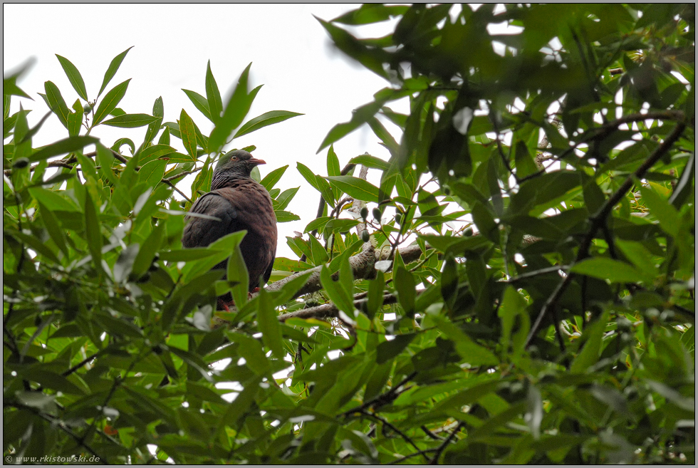 im Lorbeerwald... Lorbeertaube *Columba junoniae*