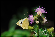 mitten im Wald... Kleiner Kohlweißling *Pieris rapae*