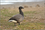 im Wattenmeer... Ringelgans *Branta bernicla*