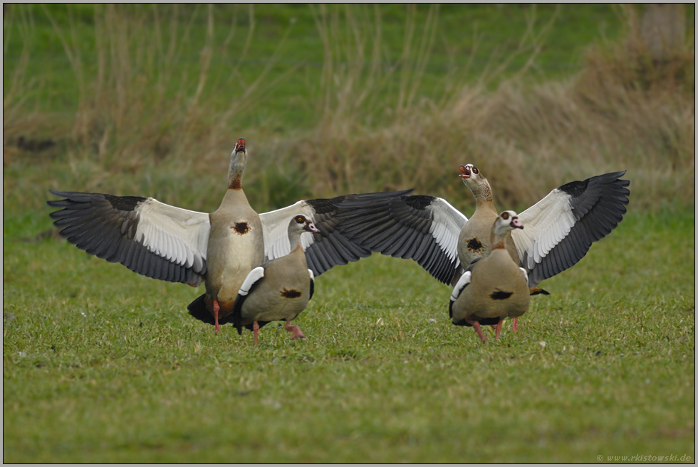 Zeter und Mordio... Nilgänse *Alopochen aegyptiacus*