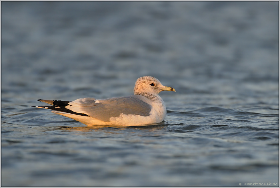 noch ein Wintergast... Sturmmöwe *Larus canus*