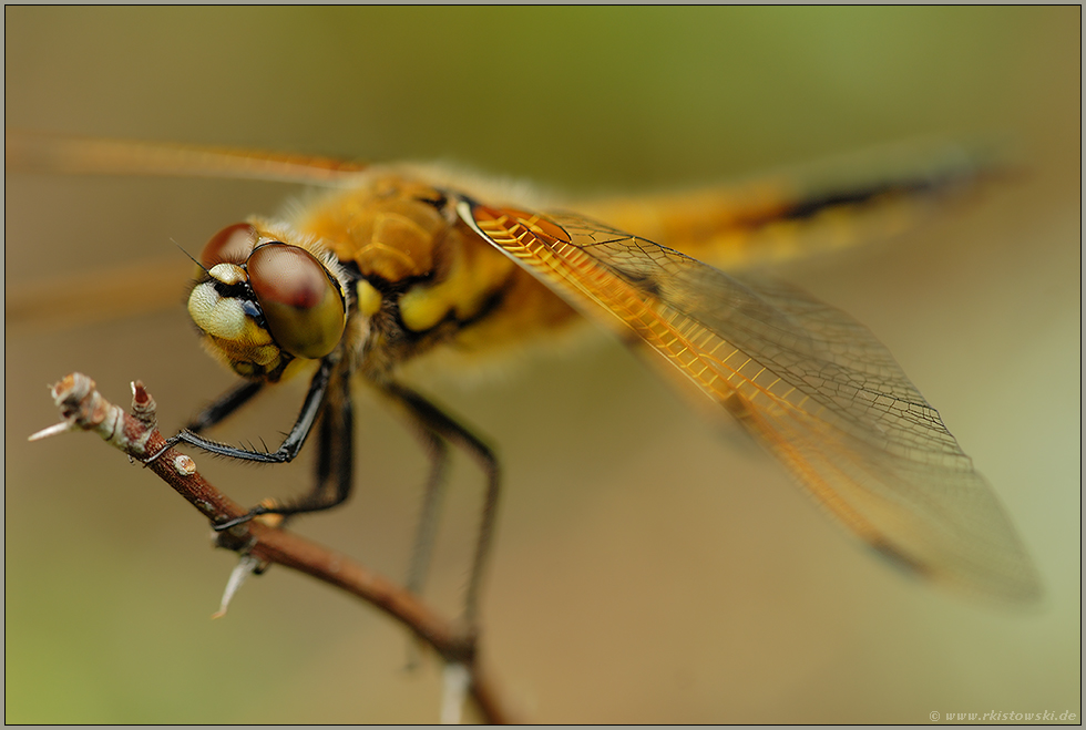 auf der Ansitzwarte... Vierfleck *Libellula quadrimaculata*