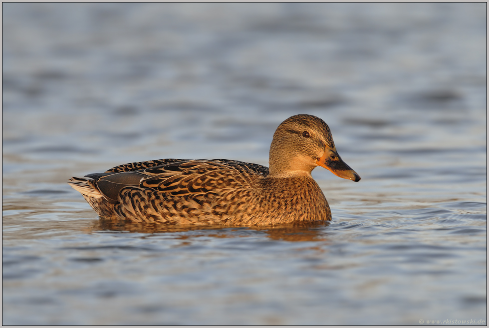 einfach eine... Stockente (w) *Anas platyrhynchos*