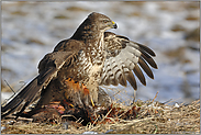 Winterzeit... Mäusebussard *Buteo buteo*