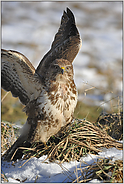 unsicher... Mäusebussard *Buteo buteo*