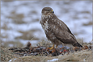 Mahlzeit... Mäusebussard *Buteo buteo*