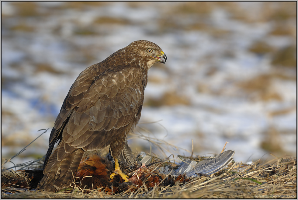 Ansitzjäger... Mäusebussard *Buteo buteo*