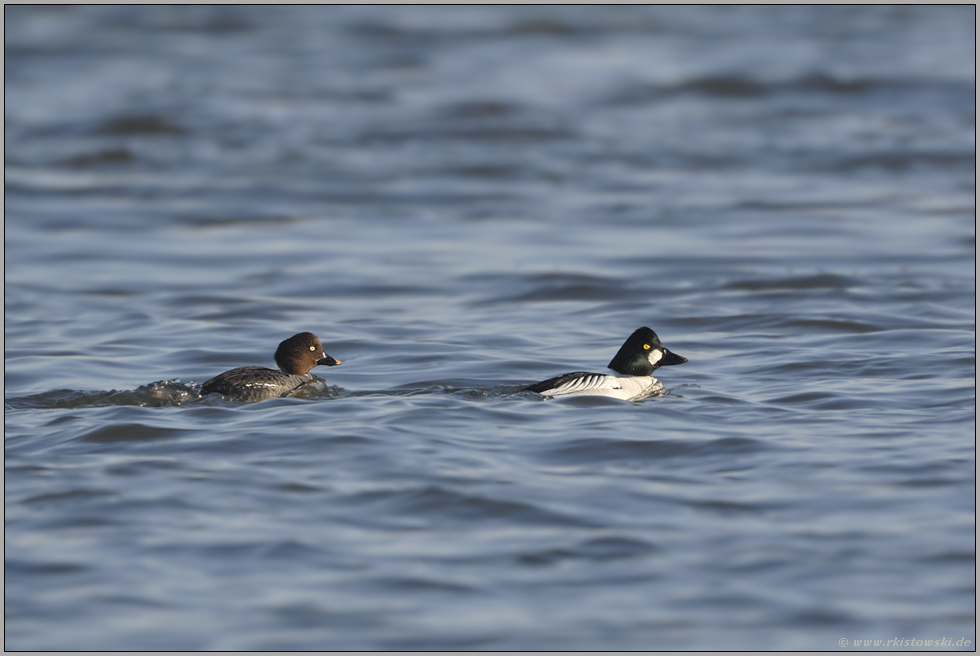 Goldeneye... Schellenten *Bucephala clangula*