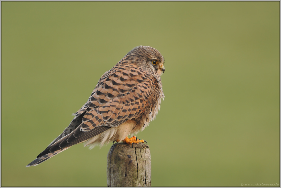 auf'm Zaunpfahl... Falke *Falco tinnunculus*